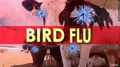 10 human cases of bird flu detected in Colorado, state health officials ...