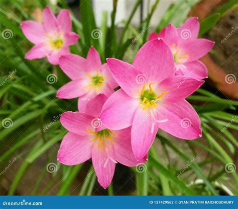 Pink Rain lilies stock photo. Image of name, gift, floristry - 137429562