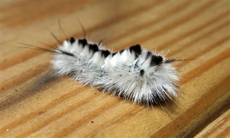 Hickory Tussock Moth Caterpillar | Kevin Harbin, Geek