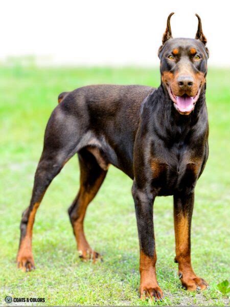 Doberman Scary 的图像结果