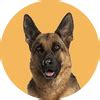 Trusted Online Pet Store | Premium Pet Food, Toys & Supplies | Zigly