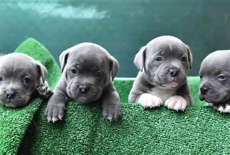 Bully Pitbull Welpen 4,911 American Bully Puppy Stock Photos Free