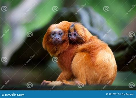 Baby Golden Lion Tamarin Monkey