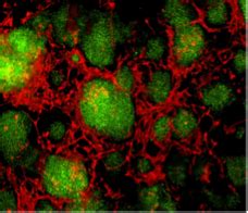 Image result for Molecular Bioengineering