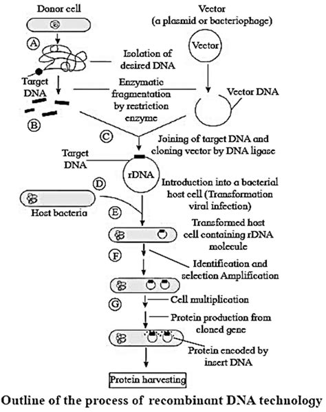 DNA Transformation Class 12 的图像结果