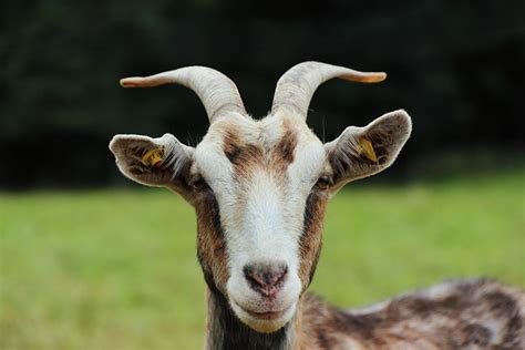Image result for Goat Cheese Making Process