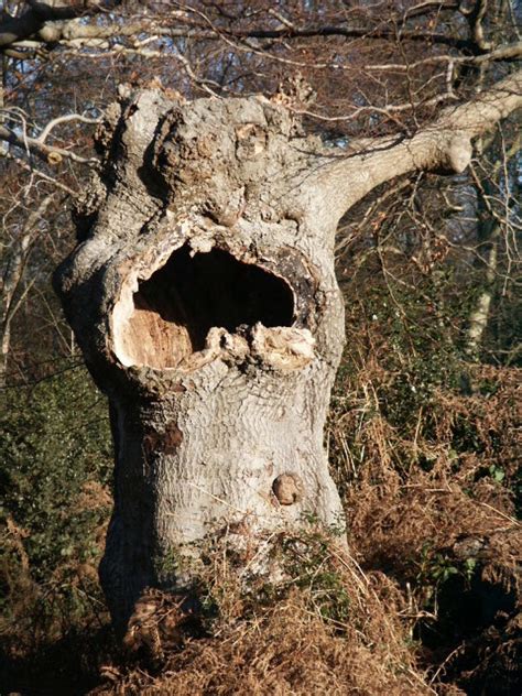 Burnham Beeches, slough, United Kingdom - Top Attractions, Things to Do ...