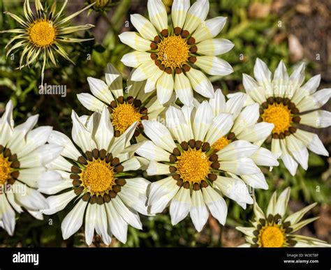 Blossoms of Gazania rigens flowers in a garden, Mini White Star cultivar, high angle view Stock ...