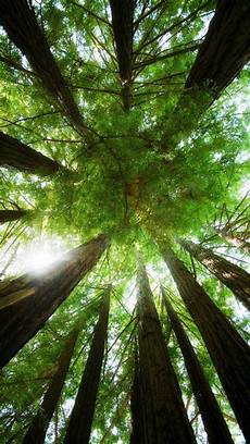 Wallpaper Iphone Tree by Tree Iphone Wallpaper Wallpapersafari Wallpaper Iphone Tree