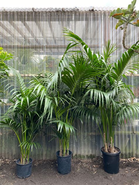 Kentia Palm | Howeia forsteriana | Mickey Hargitay Plants