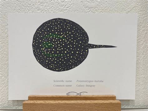Potamotrygon itaituba Drawing Postcard | Osakanacraft