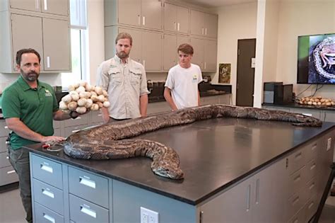 Image result for 25 Foot Python Snake