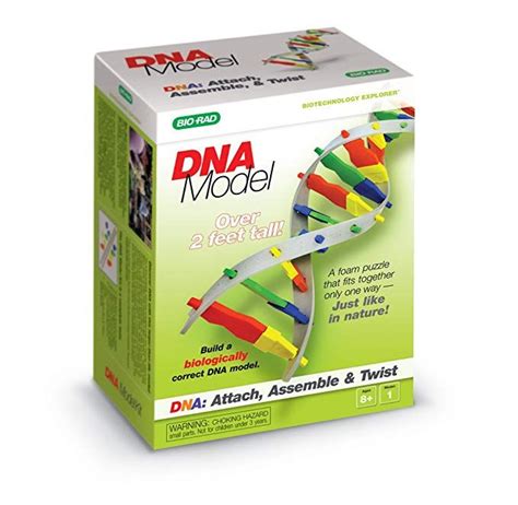 DNA Model Kit 的图像结果