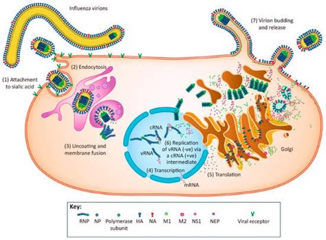 Influenza Viruses: Harnessing the Crucial Role of the M2 Ion-Channel ...