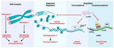 Counteracting Immunosenescence—Which Therapeutic Strategies Are Promising?