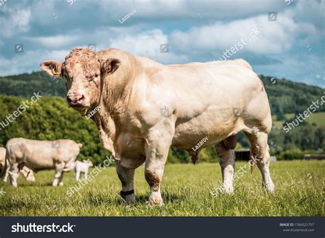 Charolais Show Cattle