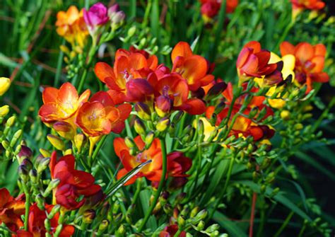 フリージア に対する画像結果