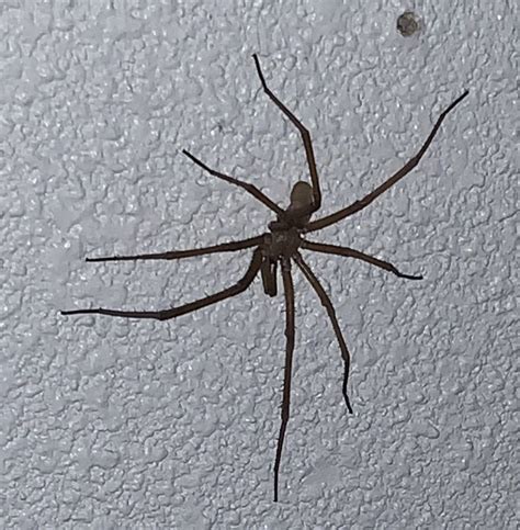 Male Kukulcania hibernalis (Southern House Spider) in Edinburg, Texas ...