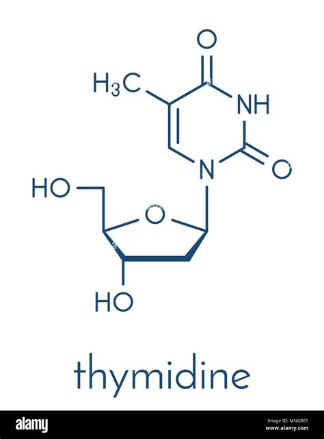 Thymidine (deoxythymidine) nucleoside molecule. DNA building block ...
