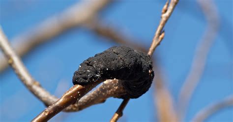 Image result for Growing Up Tree Rot