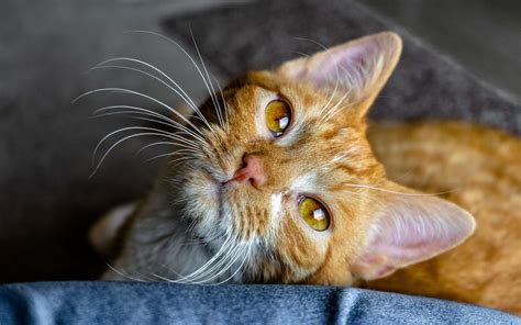 Why Does My Cat Trill and Run Away? 6 Fascinating Explanations Revealed ...