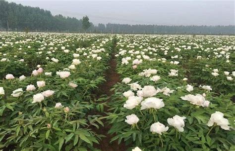 芍药的养殖方法和注意事项-种植技术-中国花木网