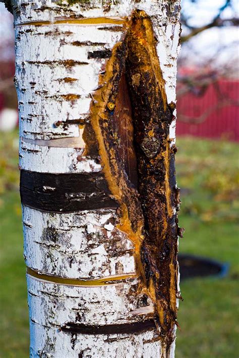 Image result for Tree with Bark Rot