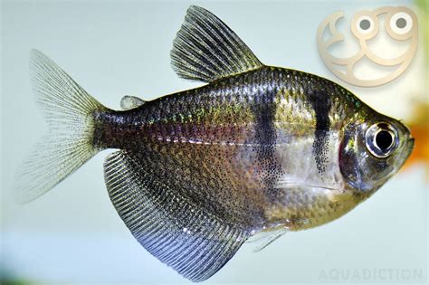 Black Widow Tetra - Gymnocorymbus ternetzi Fish Profile & Care Guide