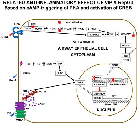 The COVID-19 Cell Signalling Problem: Spike, RAGE, PKC, p38, NFκB & IL ...