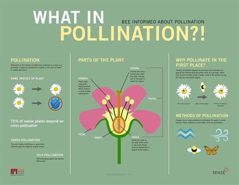Image result for Insect Pollination Poster