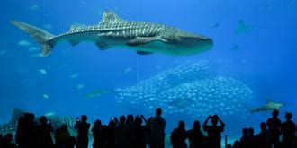 12种“巨人”动物：中国鲸鲨重达8吨 (2)--科技--人民网