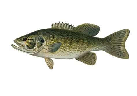 Smallmouth Black Bass Free Stock Photo - Public Domain Pictures
