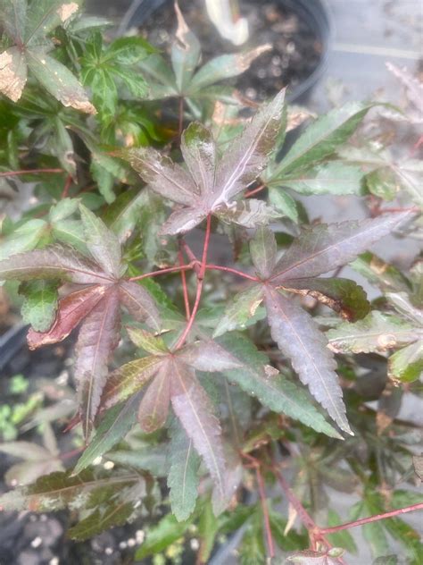 Broad Leaf Upright Dwarf Japanese Maples – Page 2 – Maple Ridge Nursery