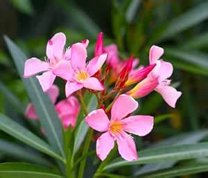 Kaner, Nerium Oleander (Pink, Single) live Plant : Amazon.in: Garden ...