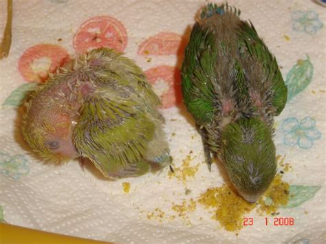 Image result for Elevage Inseparable Conseils