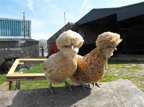 Bantam Variety Chickens at Rachel Molloy blog