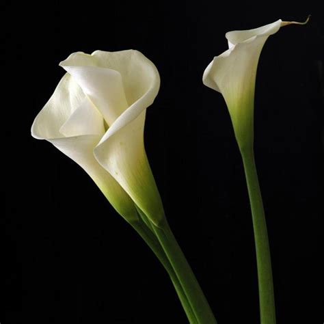 White Calla Lilies Wallpaper