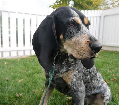 Black and Tan Coonhound - Alles over honden
