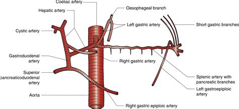 The Abdomen | Radiology Key