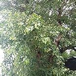 Honor 7C LND-AL30_3+32GB Blue : Amazon.in