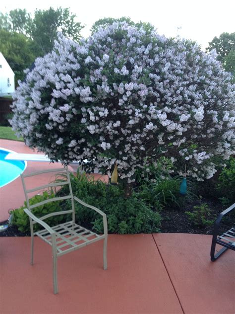Miss Kim Lilac | Front Yard Landscaping