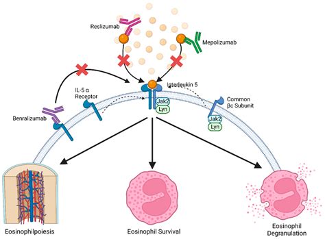 Taking a Breather: Advances in Interleukin 5 Inhibition for Asthma Relief