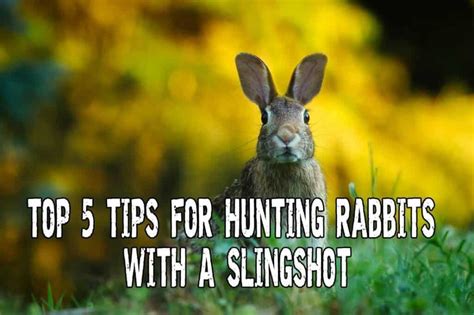 Rabbit Hunting Tips 的图像结果