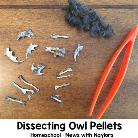 Dissecting Owl Pellets