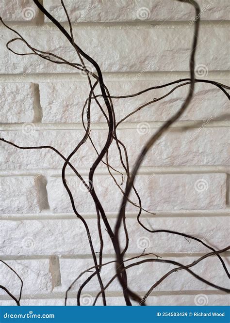 Curly Willow Branches in Front of a White Brick Wall Stock Image ...