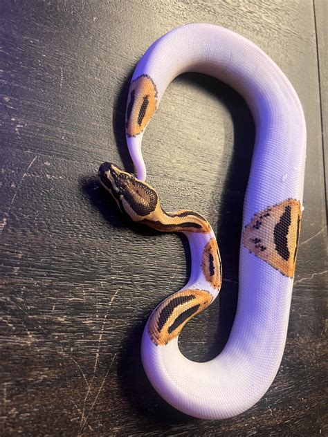 Image result for Ball Python Pattern