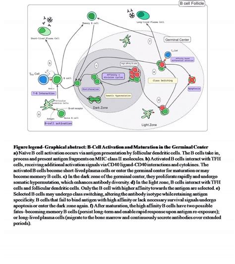 RBD specific B-cell Memory Responses among Vaccinated Individuals ...
