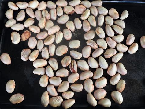 Boiled Jackfruit Seeds - Healthy Thai Recipes