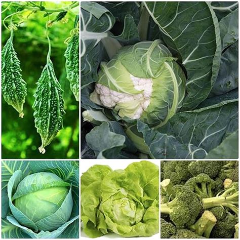 F1 seeds hybrid vegetables winter season, (100 seeds),5 varieties ...