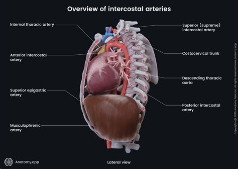 Intercostal Arteries Maintaining The Permanence Principle For Death